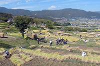 オーナー制度や地元住民のボランティアで維持される棚田